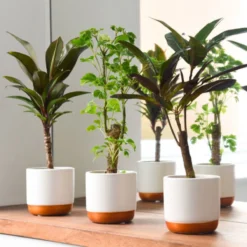 Thompson And Morgan Houseplant Tropical Mix 6cm Pot X 3 -Garden Tools Shop 370952 4 1