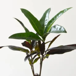 Thompson And Morgan Houseplant Tropical Mix 6cm Pot X 3 -Garden Tools Shop 370952 6 1