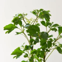 Thompson And Morgan Houseplant Tropical Mix 6cm Pot X 3 -Garden Tools Shop 370952 7 1