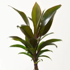 Thompson And Morgan Houseplant Tropical Mix 6cm Pot X 3 -Garden Tools Shop 370952 8 1