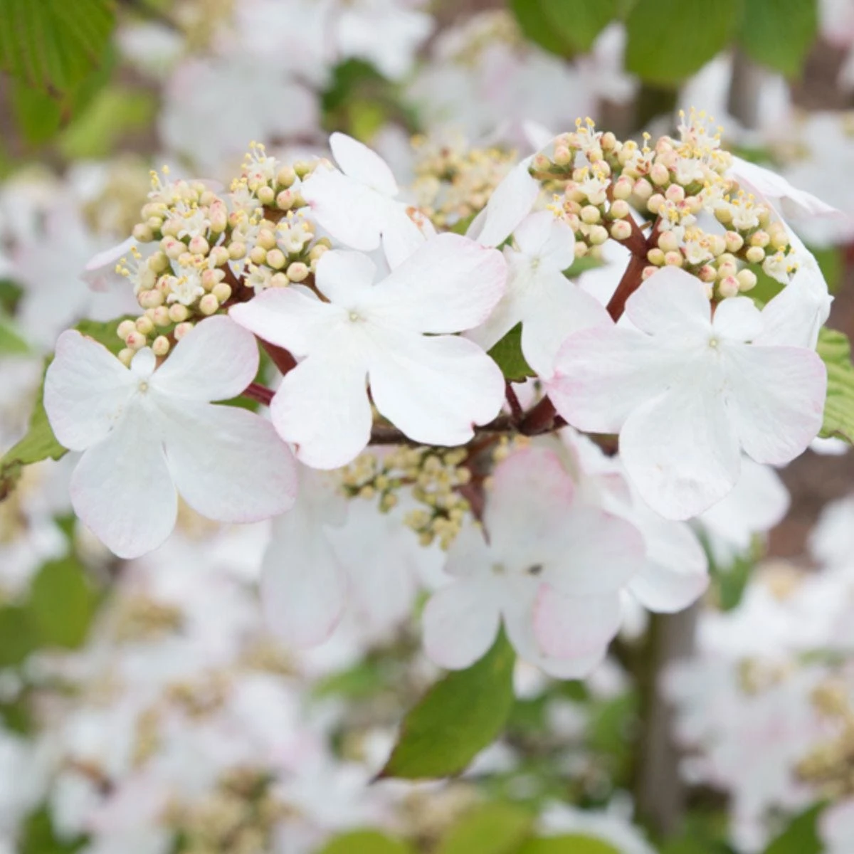 Thompson And Morgan Viburnum Kilimanjaro Sunrise 3 Litre Pot X 1 1 Thompson And Morgan Viburnum Kilimanjaro Sunrise 3 Litre Pot X 1