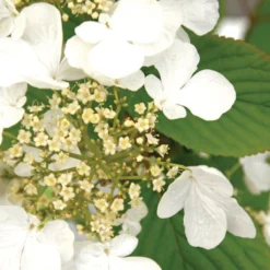 Thompson And Morgan Viburnum Kilimanjaro Sunrise 3 Litre Pot X 1 5 Thompson And Morgan Viburnum Kilimanjaro Sunrise 3 Litre Pot X 1 -Garden Tools Shop 370966 3 2