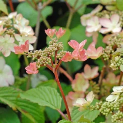 Thompson And Morgan Viburnum Kilimanjaro Sunrise 3 Litre Pot X 1 6 Thompson And Morgan Viburnum Kilimanjaro Sunrise 3 Litre Pot X 1 -Garden Tools Shop 370966 4 2