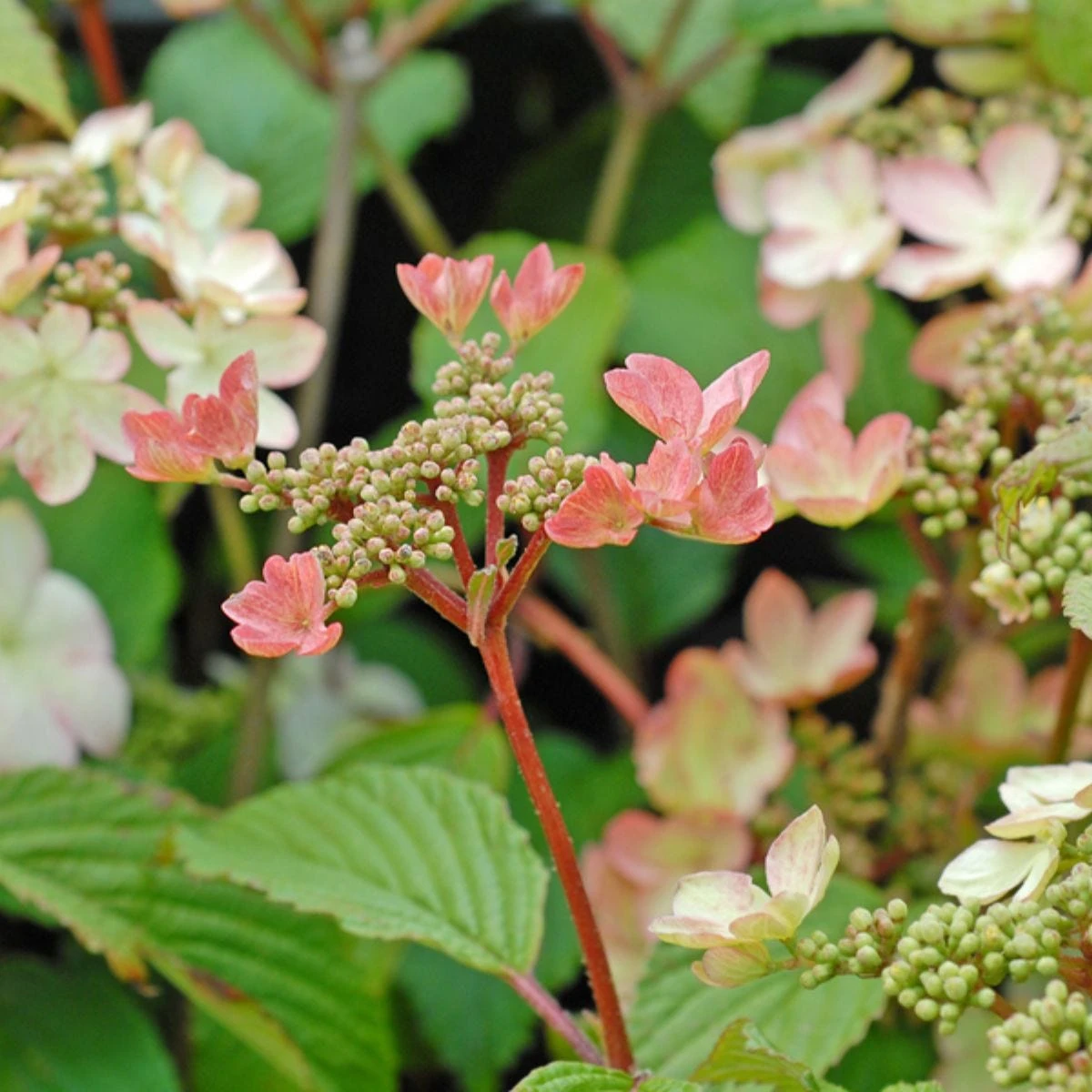 Thompson And Morgan Viburnum Kilimanjaro Sunrise 3 Litre Pot X 1 3 Thompson And Morgan Viburnum Kilimanjaro Sunrise 3 Litre Pot X 1 - Image 3