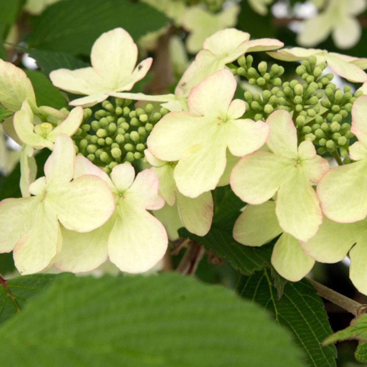 Thompson And Morgan Viburnum Kilimanjaro Sunrise 3 Litre Pot X 1 4 Thompson And Morgan Viburnum Kilimanjaro Sunrise 3 Litre Pot X 1 - Image 4