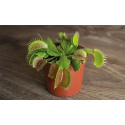 Thompson And Morgan Venus Fly Trap (House Plant) 9cm Pot X 3
