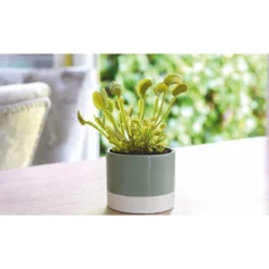 Thompson And Morgan Venus Fly Trap (House Plant) 9cm Pot X 3 -Garden Tools Shop 371111 3