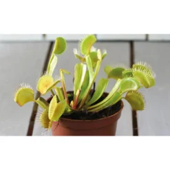 Thompson And Morgan Venus Fly Trap (House Plant) 9cm Pot X 3 -Garden Tools Shop 371111 4