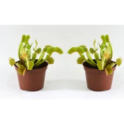 Thompson And Morgan Venus Fly Trap (House Plant) 9cm Pot X 3 -Garden Tools Shop 371111 5