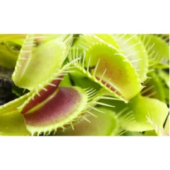 Thompson And Morgan Venus Fly Trap (House Plant) 9cm Pot X 3 -Garden Tools Shop 371111 6