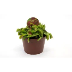 Thompson And Morgan Venus Fly Trap (House Plant) 9cm Pot X 3 -Garden Tools Shop 371111 7