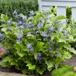 Thompson And Morgan Clematis 'New Love' 7cm Pot X 3