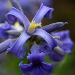 Thompson And Morgan Clematis 'New Love' 7cm Pot X 3 -Garden Tools Shop 371143 3 1