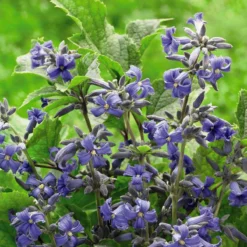 Thompson And Morgan Clematis 'New Love' 7cm Pot X 3 -Garden Tools Shop 371143 4 1