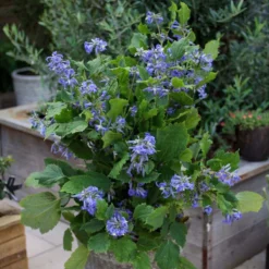 Thompson And Morgan Clematis 'New Love' 7cm Pot X 3 -Garden Tools Shop 371143 5 1