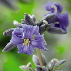 Thompson And Morgan Clematis 'New Love' 7cm Pot X 3 -Garden Tools Shop 371143 6 1 2