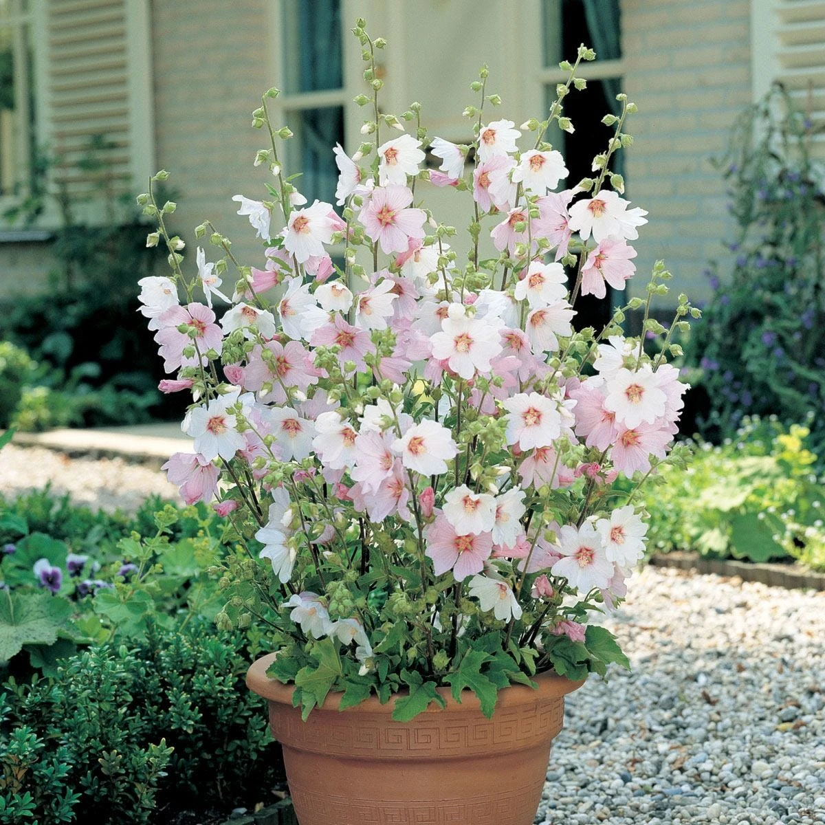 Thompson And Morgan Lavatera Barnsley Baby 9cm Pot X 3 1 Thompson And Morgan Lavatera Barnsley Baby 9cm Pot X 3