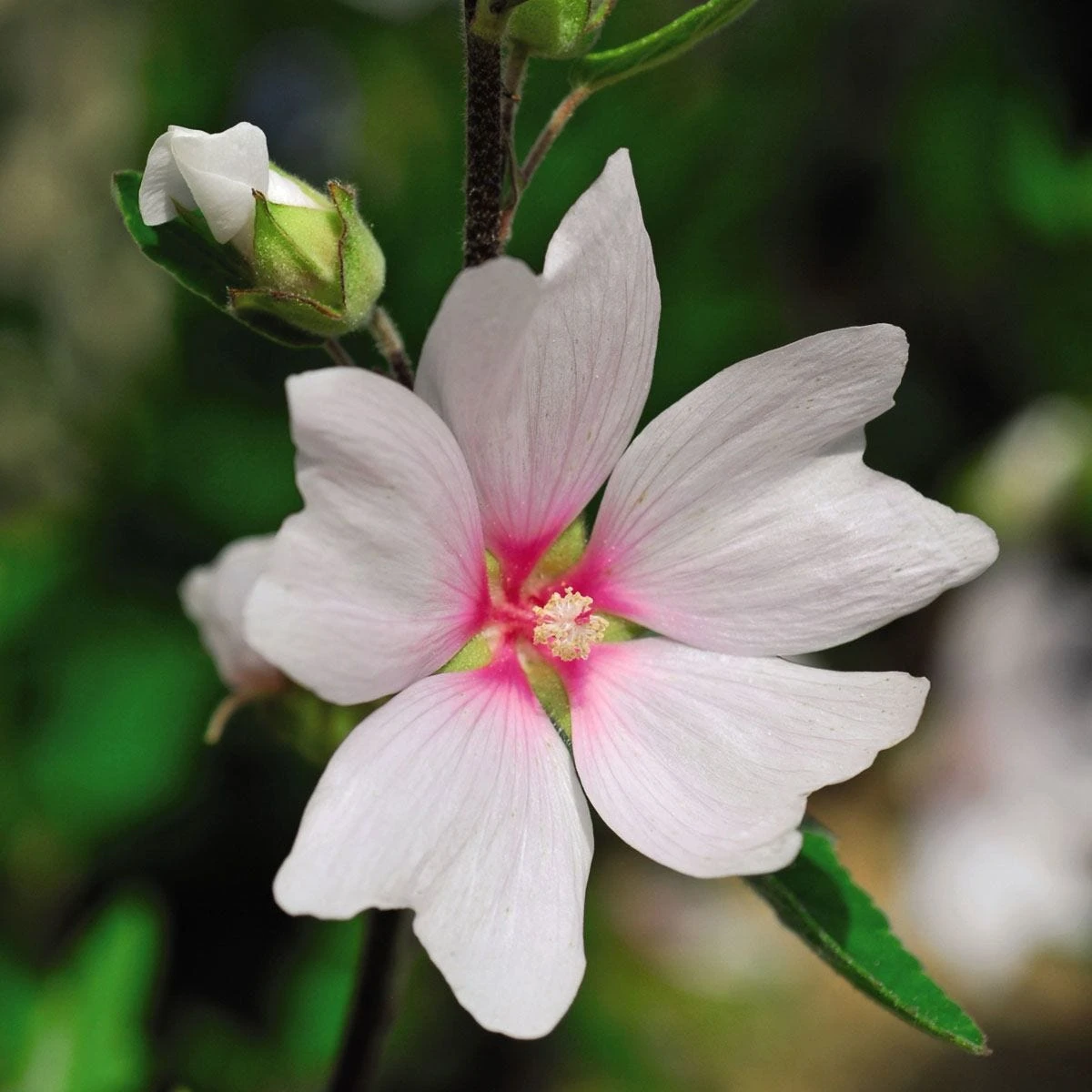 Thompson And Morgan Lavatera Barnsley Baby 9cm Pot X 3 2 Thompson And Morgan Lavatera Barnsley Baby 9cm Pot X 3 - Image 2