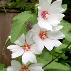 Thompson And Morgan Lavatera Barnsley Baby 9cm Pot X 3 8 Thompson And Morgan Lavatera Barnsley Baby 9cm Pot X 3 -Garden Tools Shop 371165 3 3