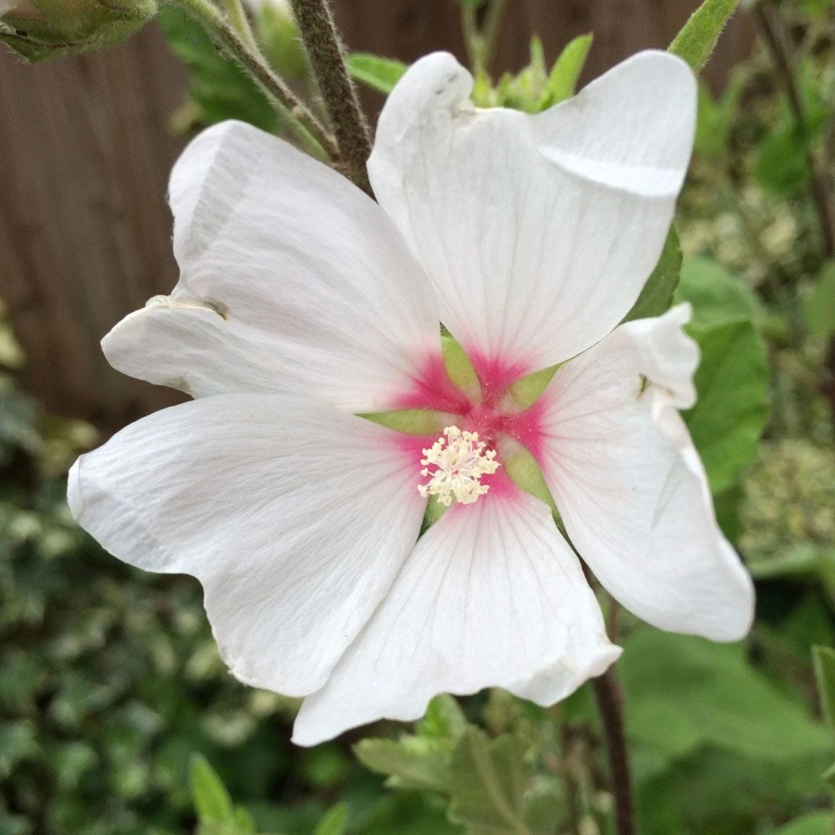 Thompson And Morgan Lavatera Barnsley Baby 9cm Pot X 3 4 Thompson And Morgan Lavatera Barnsley Baby 9cm Pot X 3 - Image 4