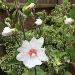 Thompson And Morgan Lavatera Barnsley Baby 9cm Pot X 3 10 Thompson And Morgan Lavatera Barnsley Baby 9cm Pot X 3 -Garden Tools Shop 371165 5 3