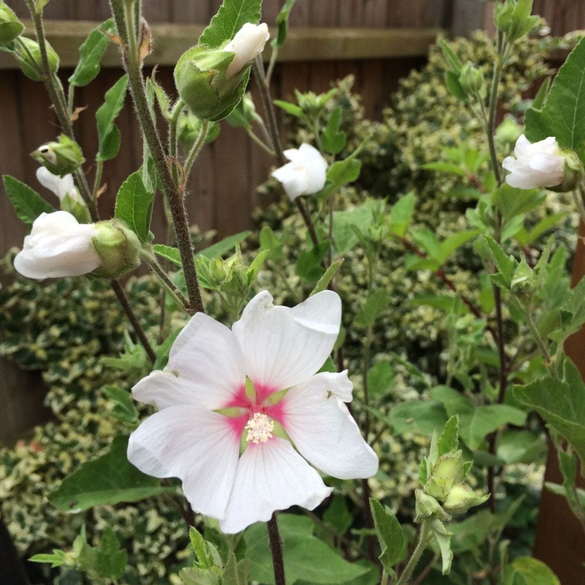 Thompson And Morgan Lavatera Barnsley Baby 9cm Pot X 3 5 Thompson And Morgan Lavatera Barnsley Baby 9cm Pot X 3 - Image 5