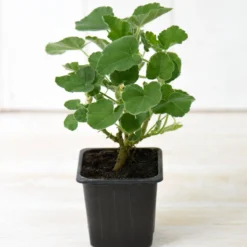 Thompson And Morgan Lavatera Barnsley Baby 9cm Pot X 3 11 Thompson And Morgan Lavatera Barnsley Baby 9cm Pot X 3 -Garden Tools Shop 371165 6 3