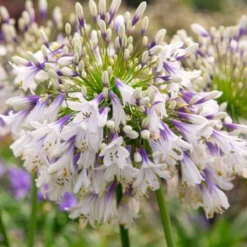 Thompson And Morgan Agapanthus Fireworks 9cm Pot X 2