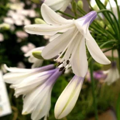 Thompson And Morgan Agapanthus Fireworks 9cm Pot X 2 -Garden Tools Shop 371197 3 1 2