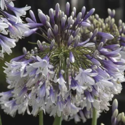 Thompson And Morgan Agapanthus Fireworks 9cm Pot X 2 -Garden Tools Shop 371197 4 1 2