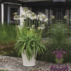 Thompson And Morgan Agapanthus Fireworks 9cm Pot X 2 -Garden Tools Shop 371197 5 1 2