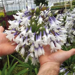 Thompson And Morgan Agapanthus Fireworks 9cm Pot X 2 -Garden Tools Shop 371197 6 1 2