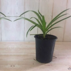 Thompson And Morgan Agapanthus Fireworks 9cm Pot X 2 -Garden Tools Shop 371197 7 1 2