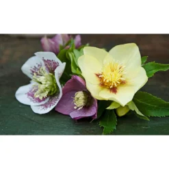 Thompson & Morgan Hellebore Breeders Mix - 10 Plants -Garden Tools Shop 371237 4