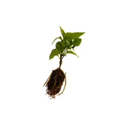 Thompson & Morgan Hellebore Breeders Mix - 10 Plants -Garden Tools Shop 371237 6