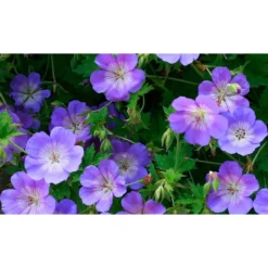 Thompson And Morgan Geranium Rozanne 9cm Pot X2 -Garden Tools Shop 371338 3
