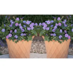Thompson And Morgan Geranium Rozanne 9cm Pot X2 -Garden Tools Shop 371338 4