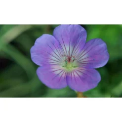 Thompson And Morgan Geranium Rozanne 9cm Pot X2 -Garden Tools Shop 371338 5
