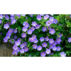 Thompson And Morgan Geranium Rozanne 9cm Pot X2 -Garden Tools Shop 371338 6