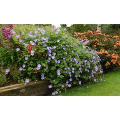Thompson And Morgan Geranium Rozanne 9cm Pot X2 -Garden Tools Shop 371338 7