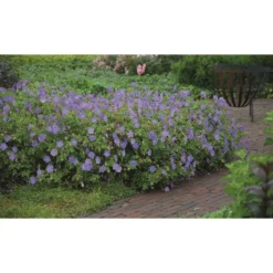 Thompson And Morgan Geranium Rozanne 9cm Pot X2 -Garden Tools Shop 371338 8