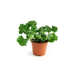Thompson And Morgan Geranium Rozanne 9cm Pot X2 -Garden Tools Shop 371338 9