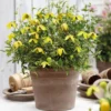 Thompson And Morgan Clematis Little Lemons 7cm Pot X 2