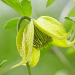 Thompson And Morgan Clematis Little Lemons 7cm Pot X 2 -Garden Tools Shop 371387 4 2