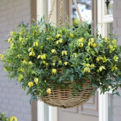 Thompson And Morgan Clematis Little Lemons 7cm Pot X 2 -Garden Tools Shop 371387 5 2