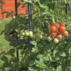 Garden Gear Tomato Growing Support 5 Piece Set -Garden Tools Shop 374126 4