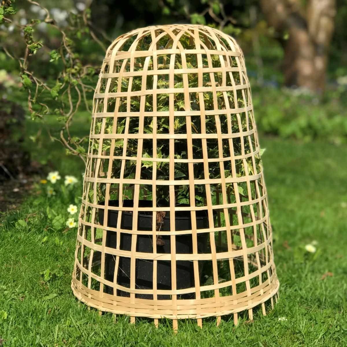 Gardenskill Bamboo Bell Cloche And Garden Plant Protection Cover Small - Pack Of 3 5 Gardenskill Bamboo Bell Cloche And Garden Plant Protection Cover Small - Pack Of 3 - Image 5