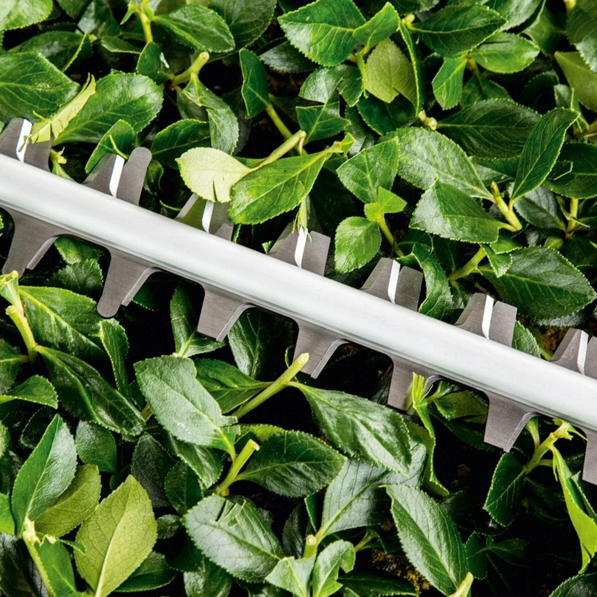 Bosch AdvancedHedgeCut 70 (Classic Green) 6 Bosch AdvancedHedgeCut 70 (Classic Green) - Image 6