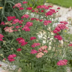 Thompson & Morgan Achillea Millefolium 'Cerise Queen' 9cm Pot X 3 -Garden Tools Shop 395247 3 1