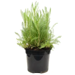 Thompson & Morgan Achillea Millefolium 'Cerise Queen' 9cm Pot X 3 -Garden Tools Shop 395247 4 1